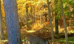 Autumn in Stony Brook