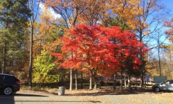 Autumn in Stony Brook